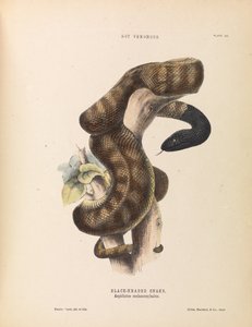 黒向かったヘビ、Aspidiotes melanocephalus 作： Harriet Scott